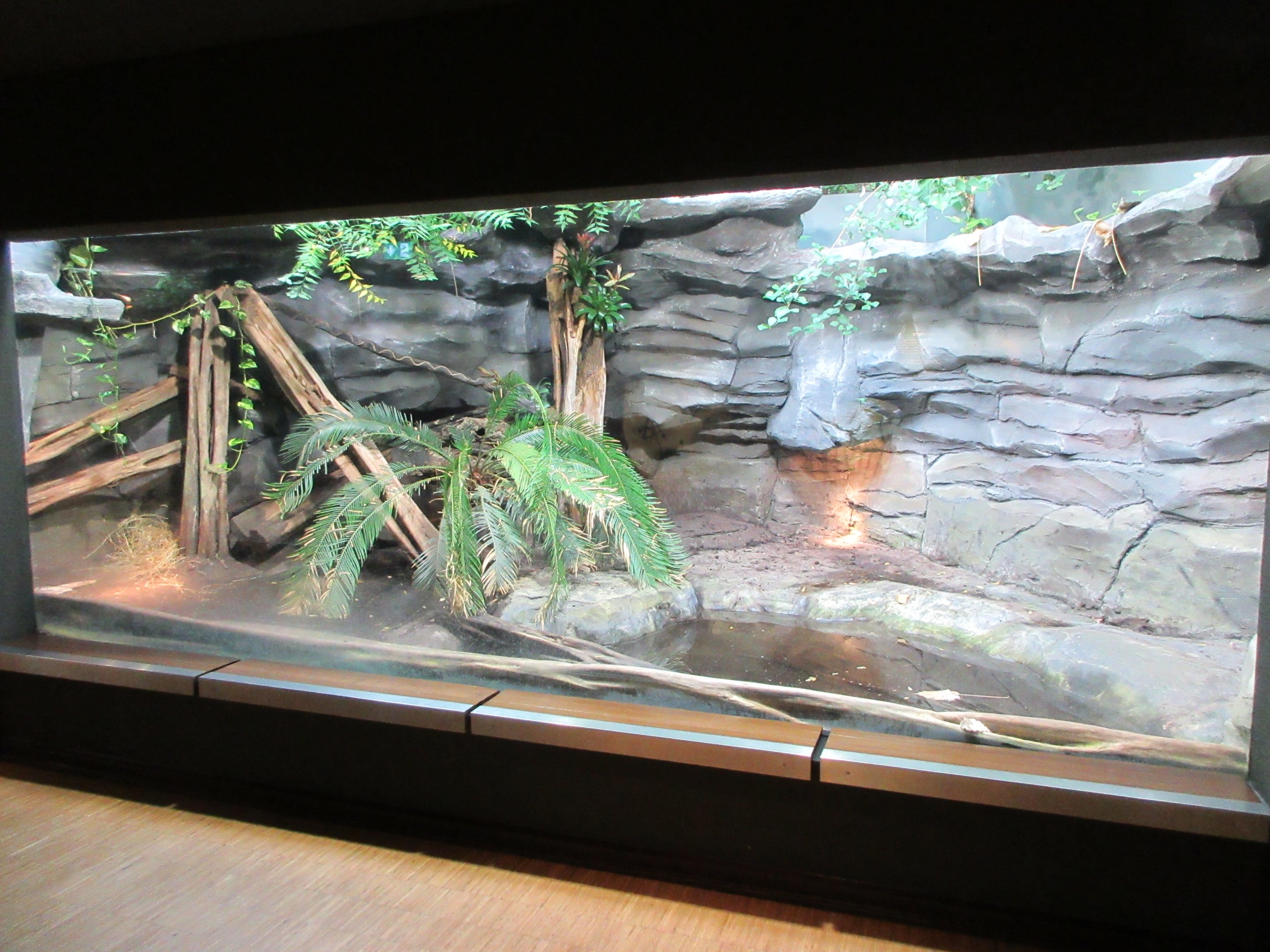Solomon Island Skink Exhibit