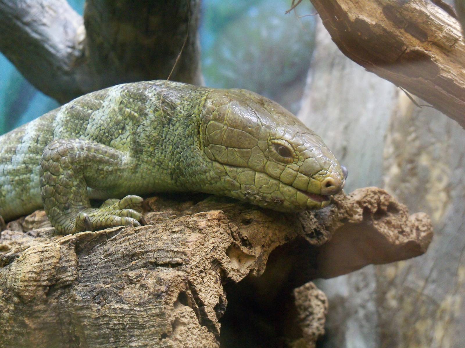 Solomon Island Skink