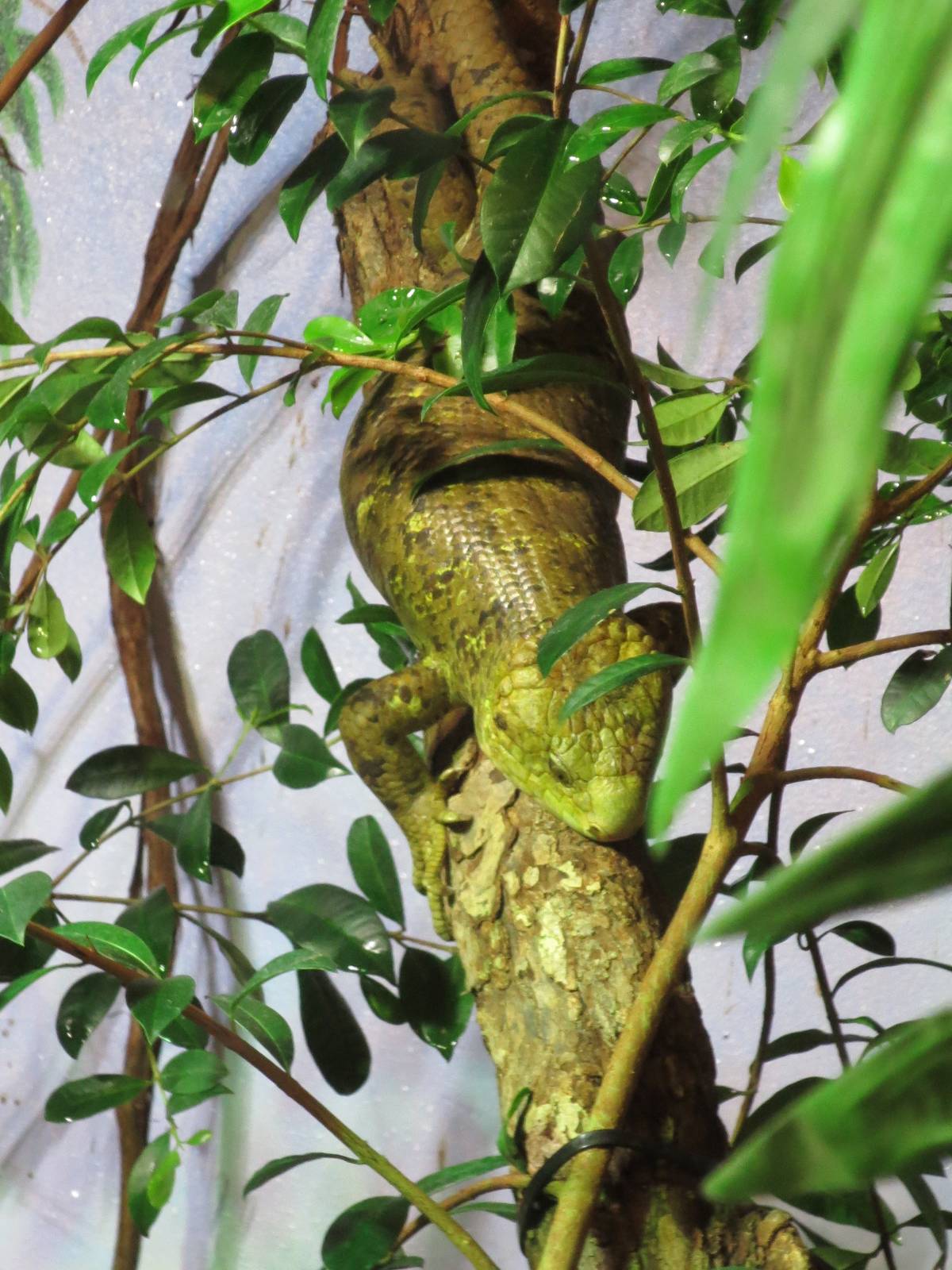 Solomon Island Skink