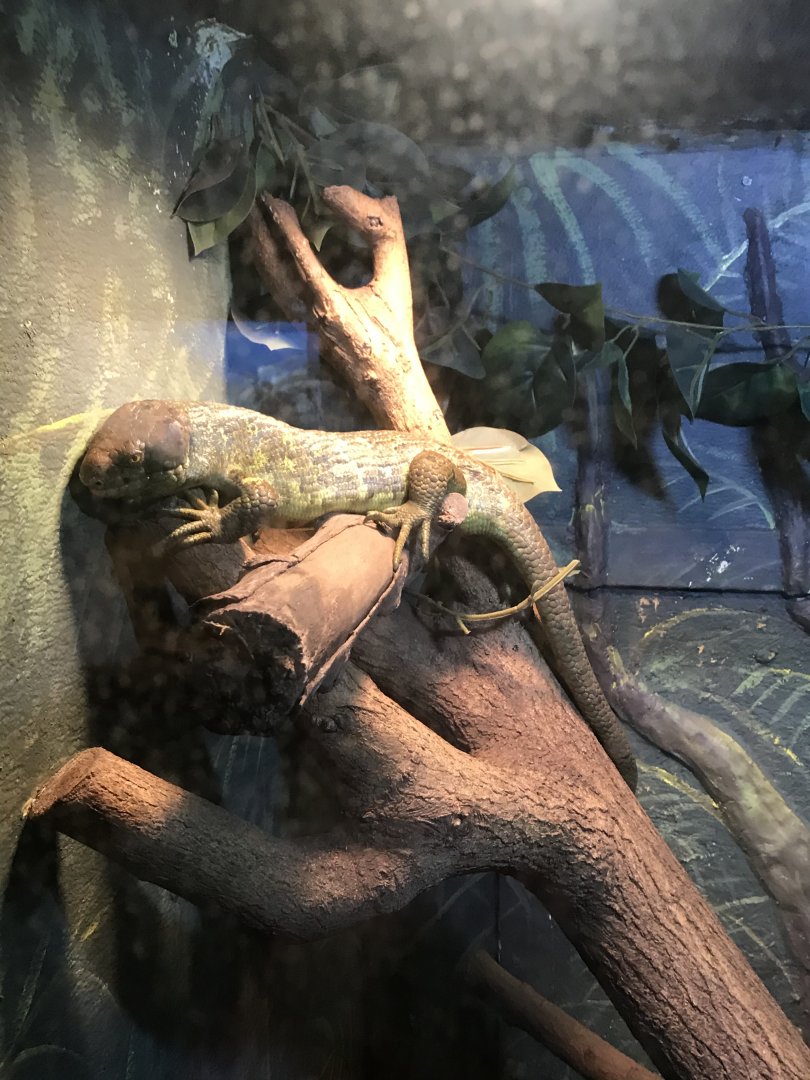 Solomon island skink