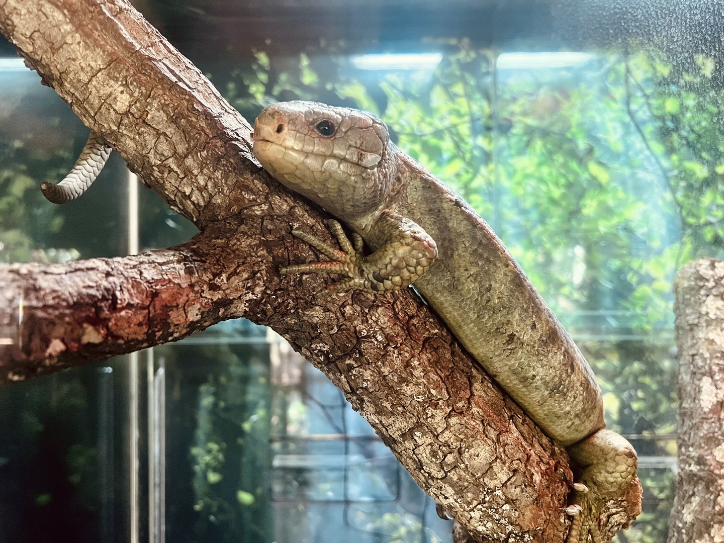 Solomon Island Skink