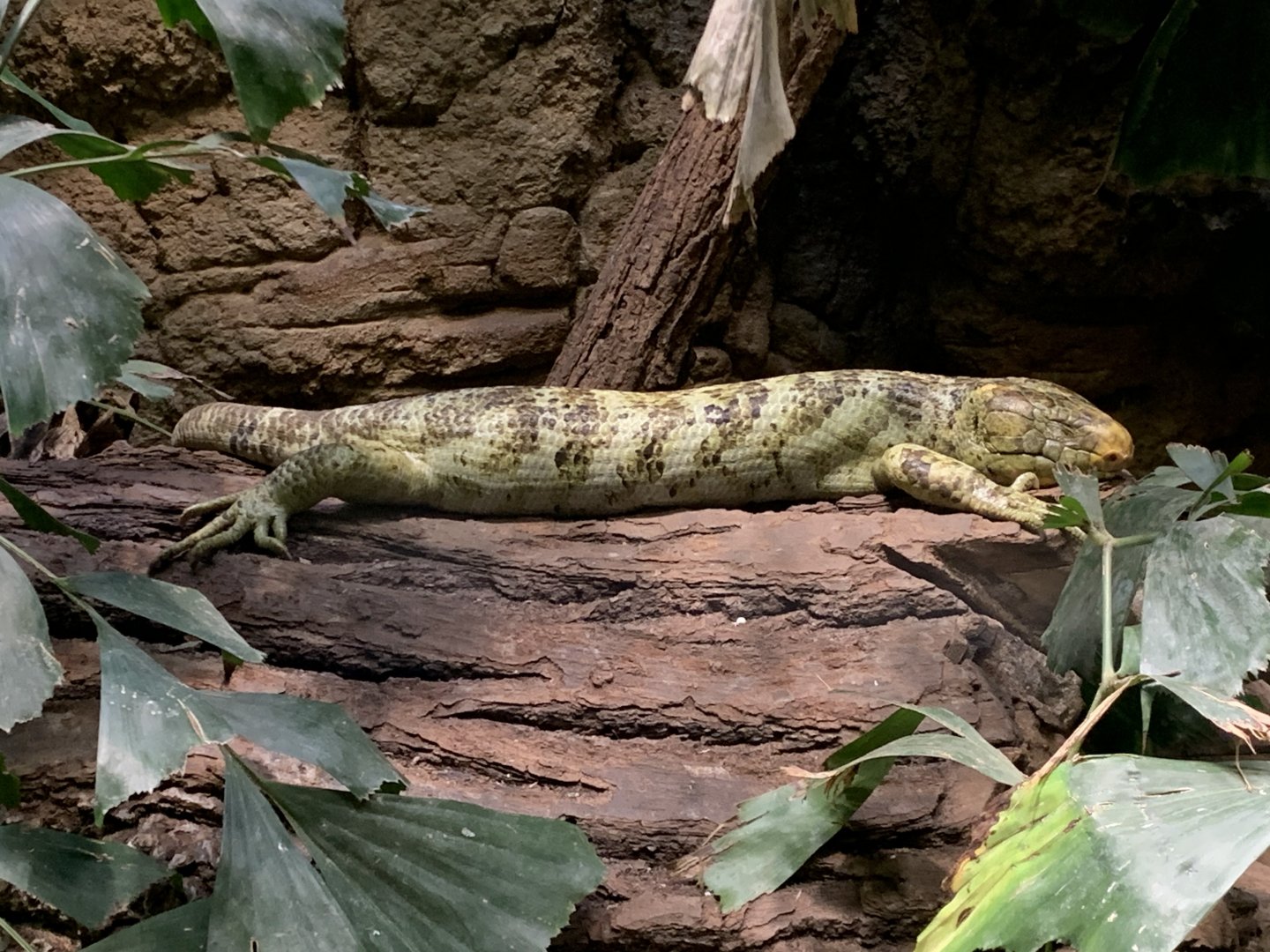 Solomon Island skink