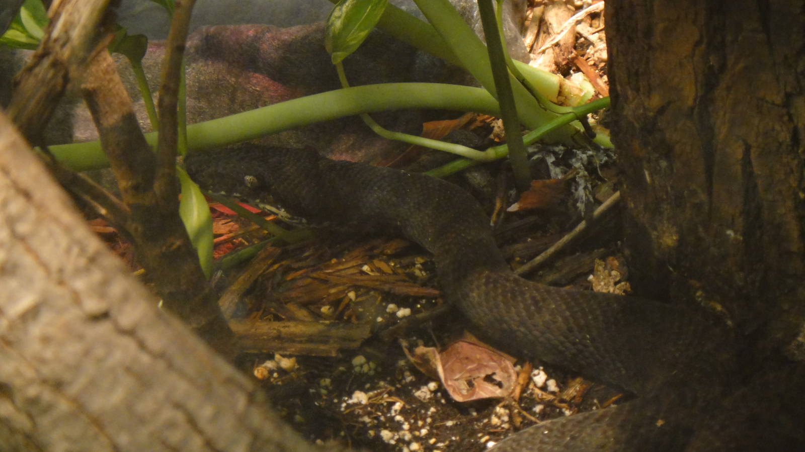 Solomon island tree boa at Philadelphia zoo 2015-03-08
