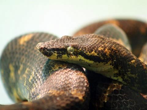 Solomon Island Tree Boa