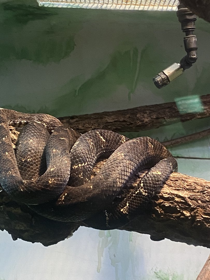 Solomon Island Tree Boa