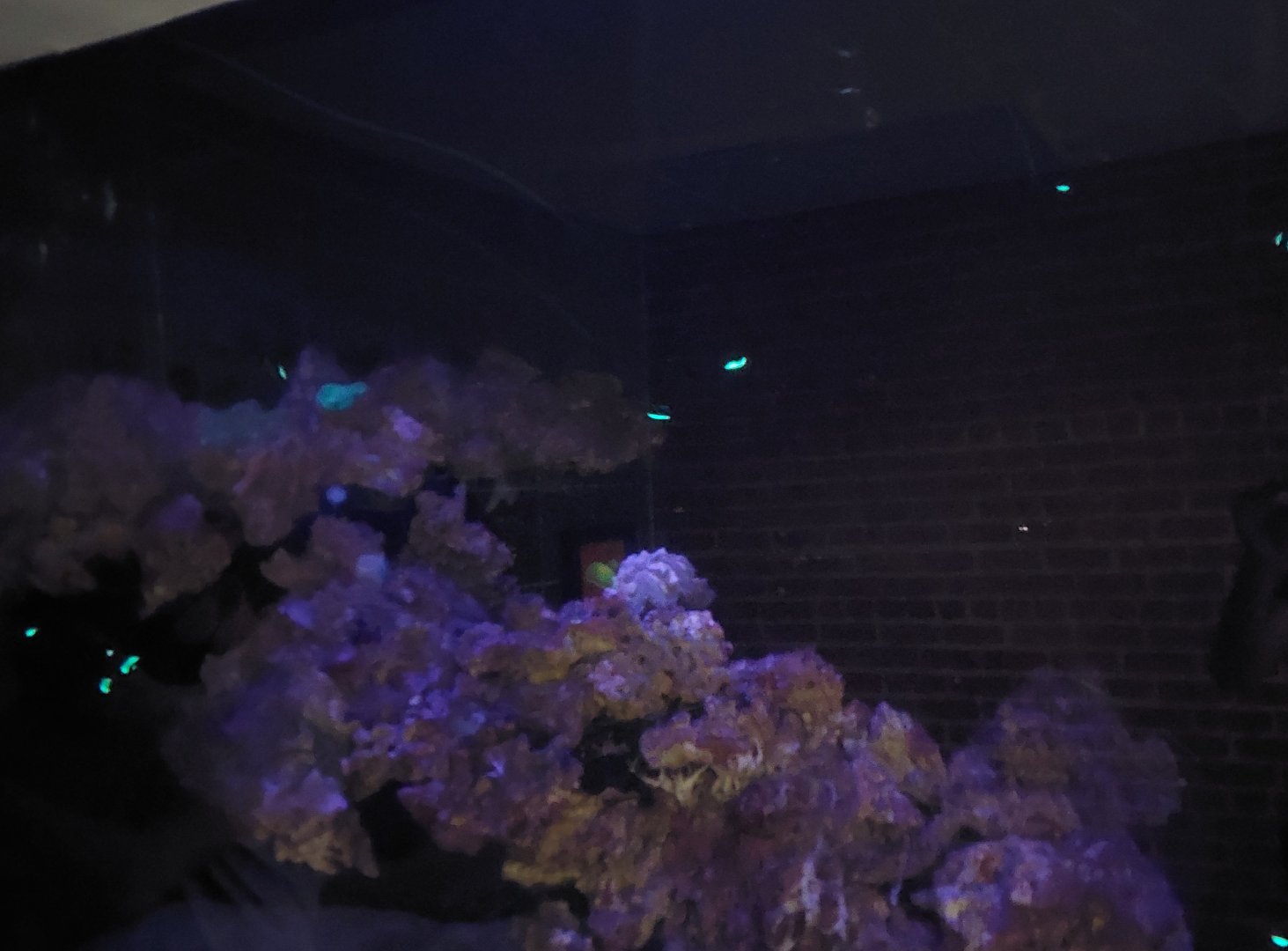 Solomon Islands- Flashlight Fish Tank