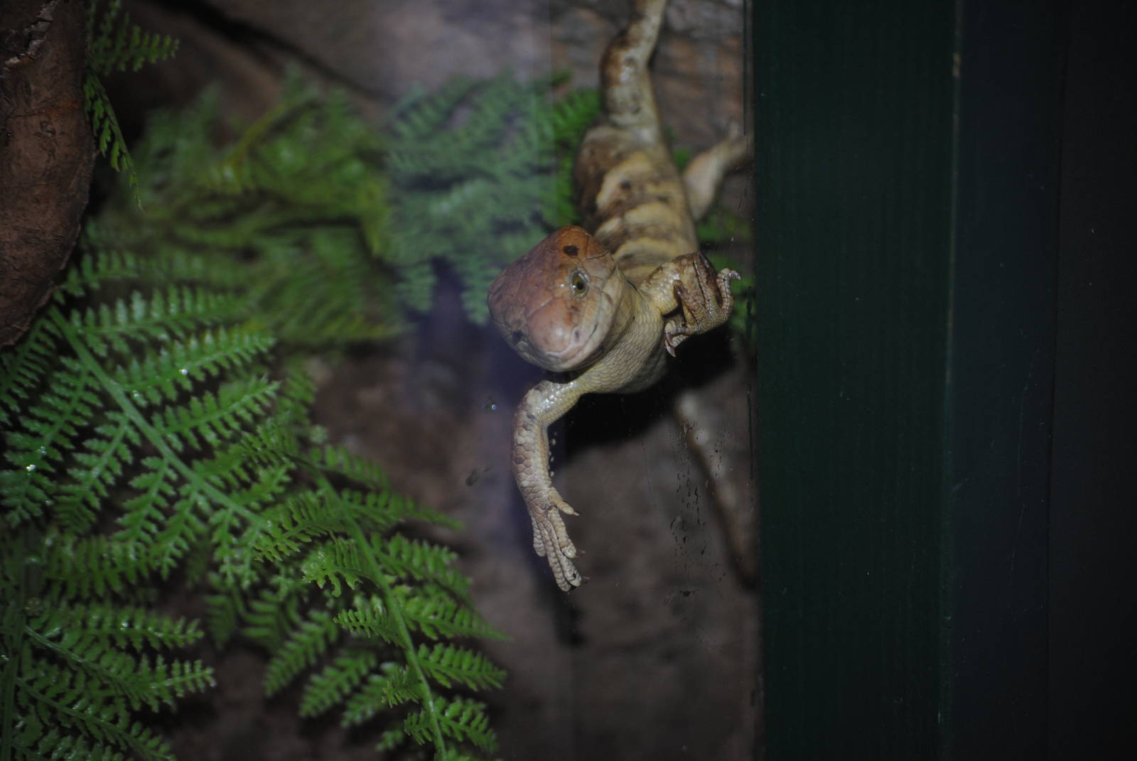 Solomon Islands Giant Skink