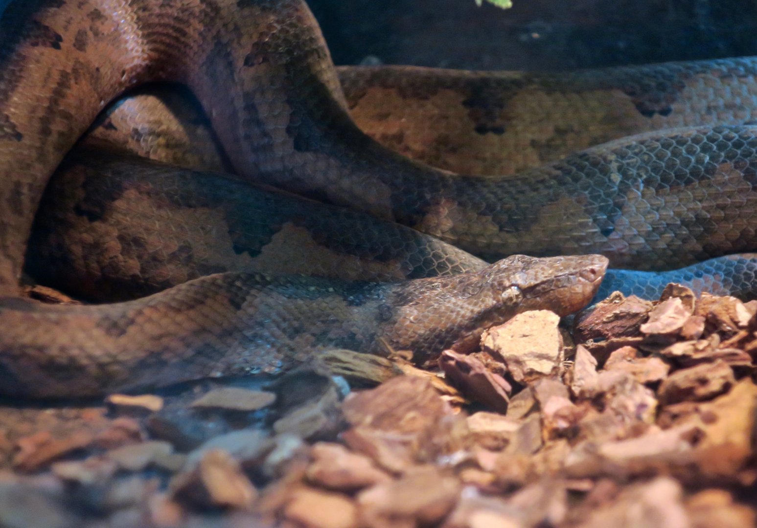 Solomon Islands Ground Boa (Candoia paulsoni)