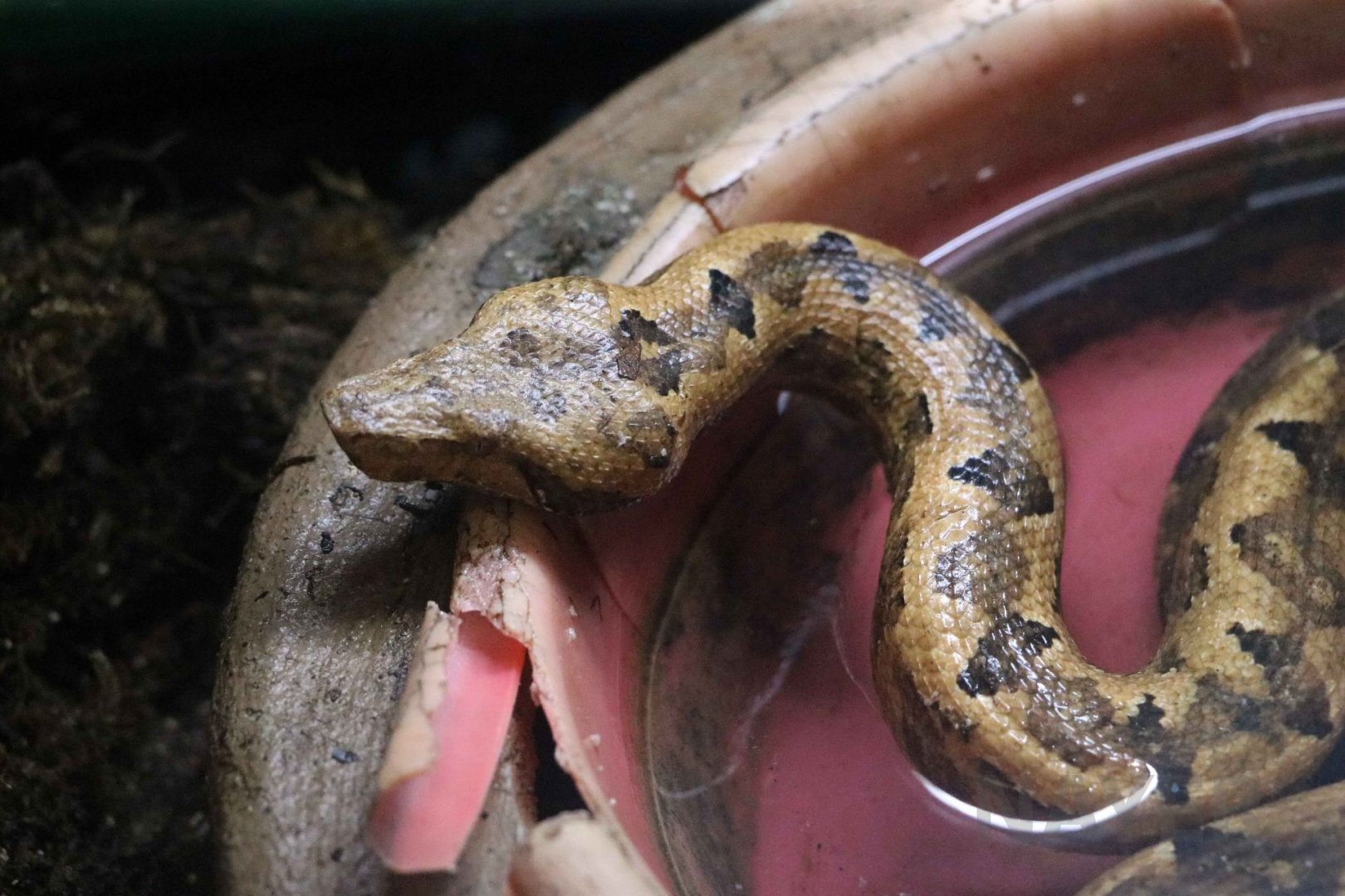Solomon Islands ground boa, July 2016