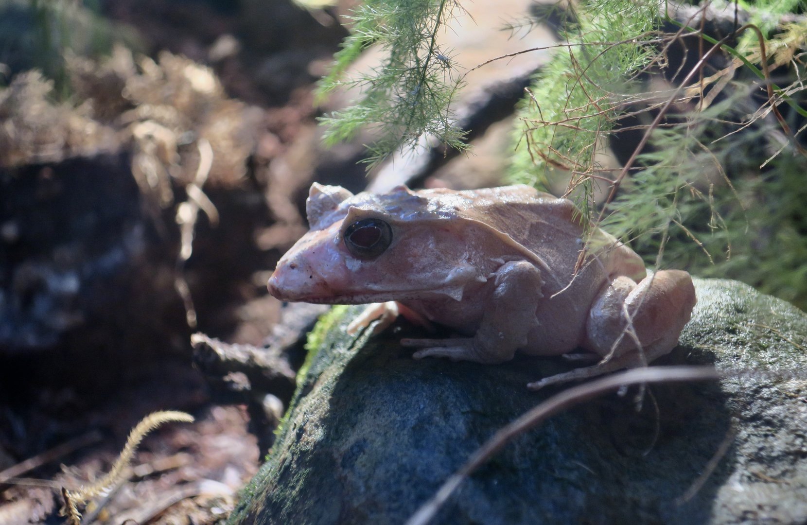 Solomon Islands Leaf Frog (Cornufer guentheri)