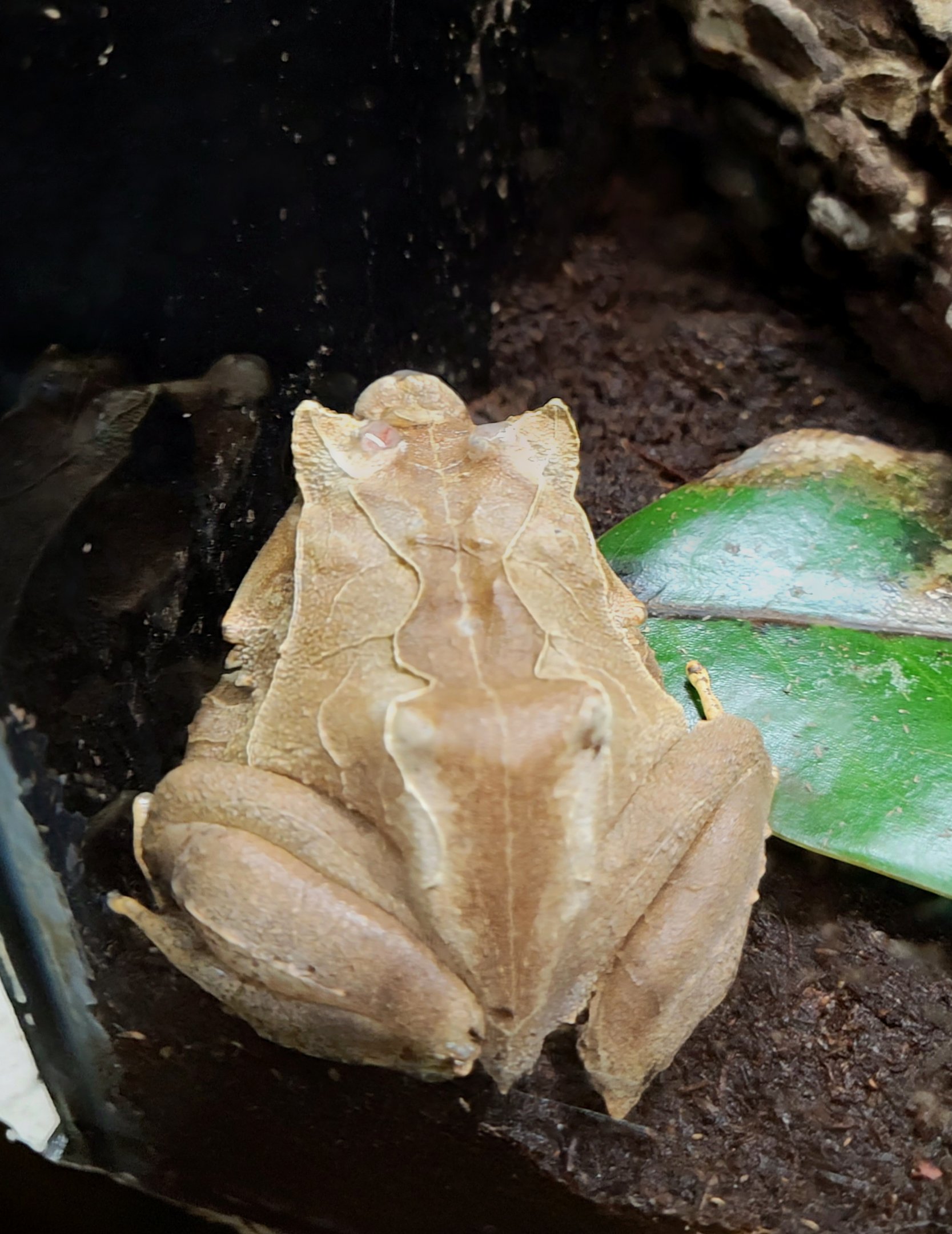 Solomon Islands Leaf Frog  - Greenville Zoo