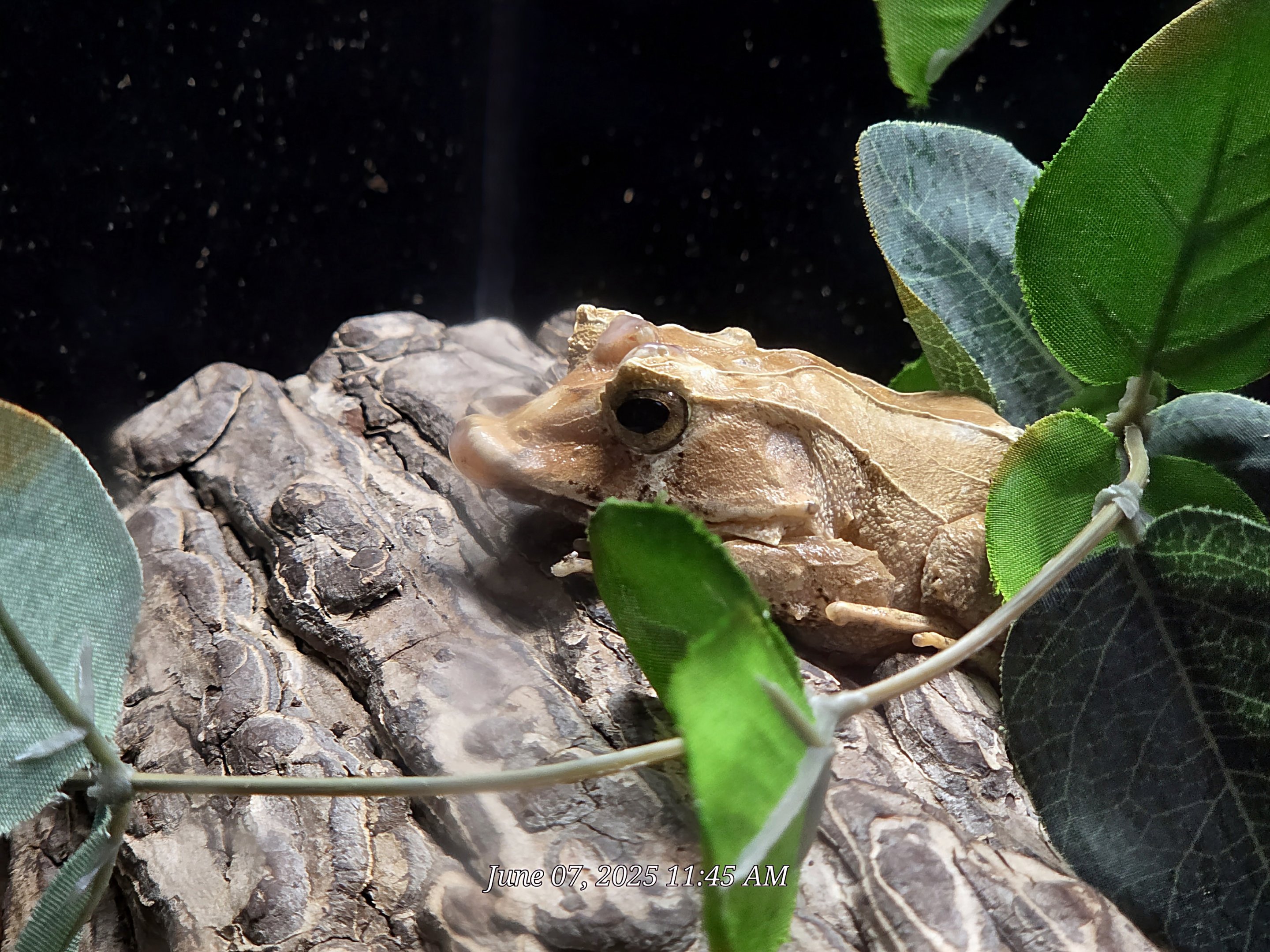 Solomon Islands Leaf Frog  - Greenville Zoo