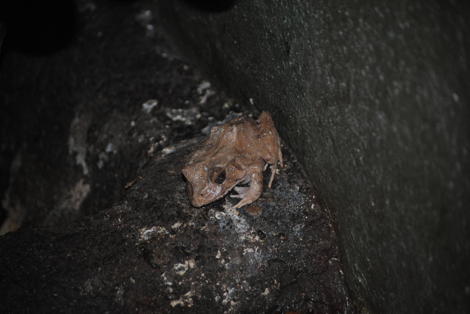 Solomon Islands Leaf Frog