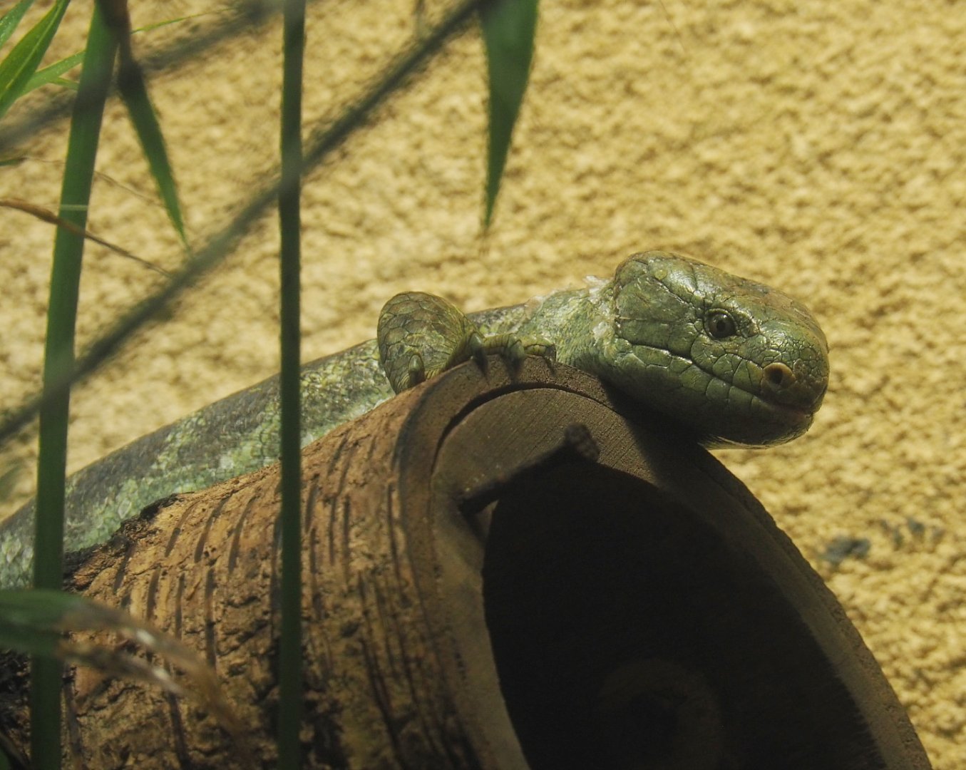 Solomon Islands prehensile-tailed skink (Corucia zebrata), 2021-06-12