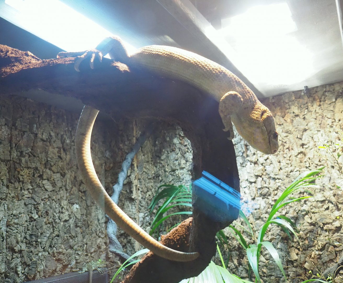 Solomon Islands Prehensile-tailed skink (Corucia zebrata), 2023-09-24