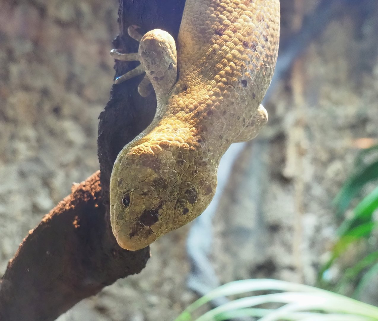 Solomon Islands Prehensile-tailed skink (Corucia zebrata), 2023-09-24