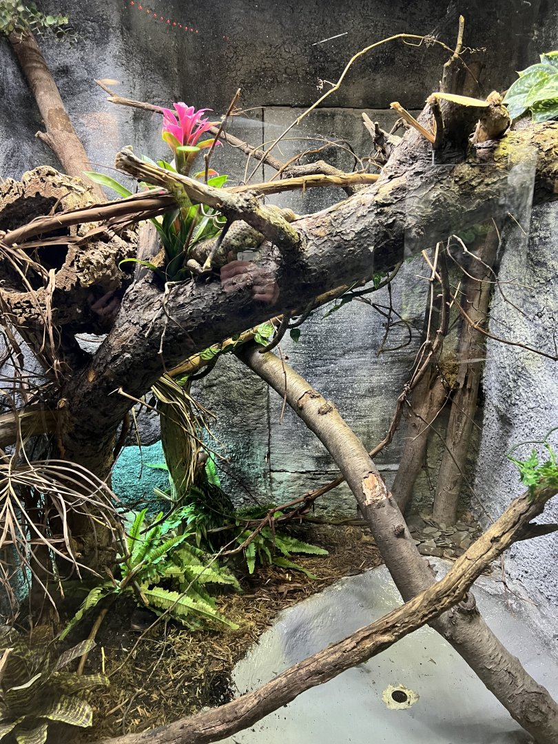 Solomon Islands Prehensile-Tailed Skink Exhibit