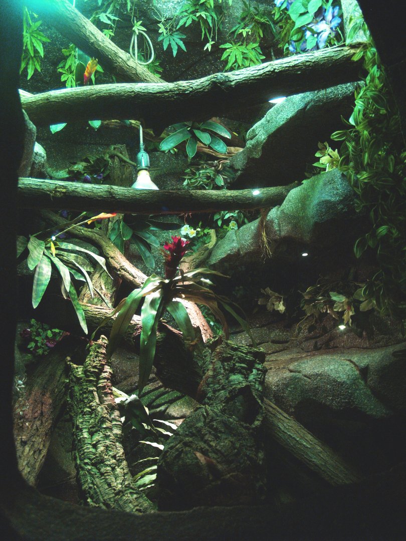 Solomon Islands prehensile-tailed skink terrarium, 2014-02-16
