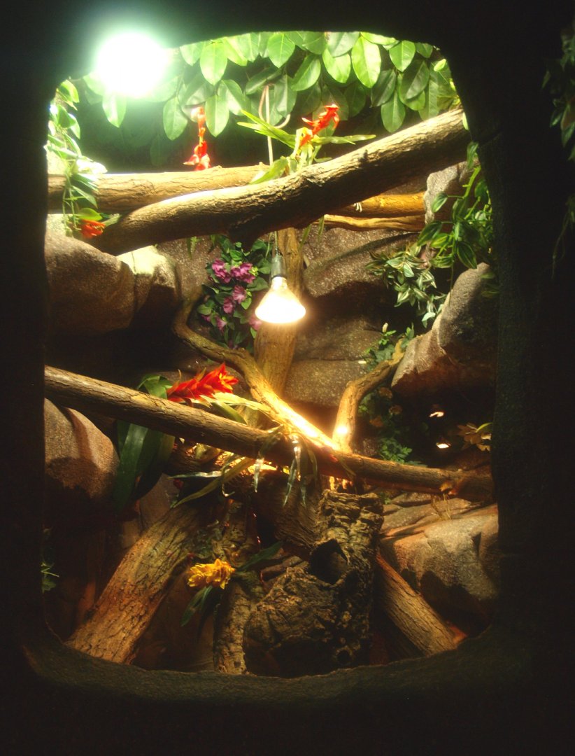 Solomon Islands prehensile-tailed skink terrarium, 2017-02-06