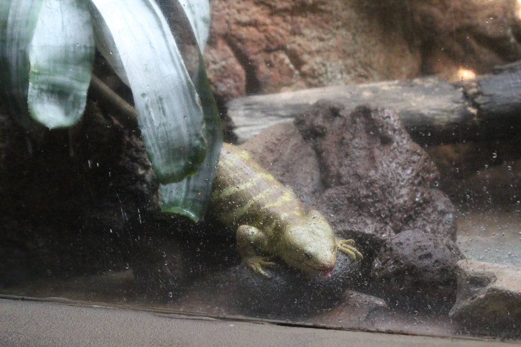 Solomon Islands Prehensile-tailed Skink