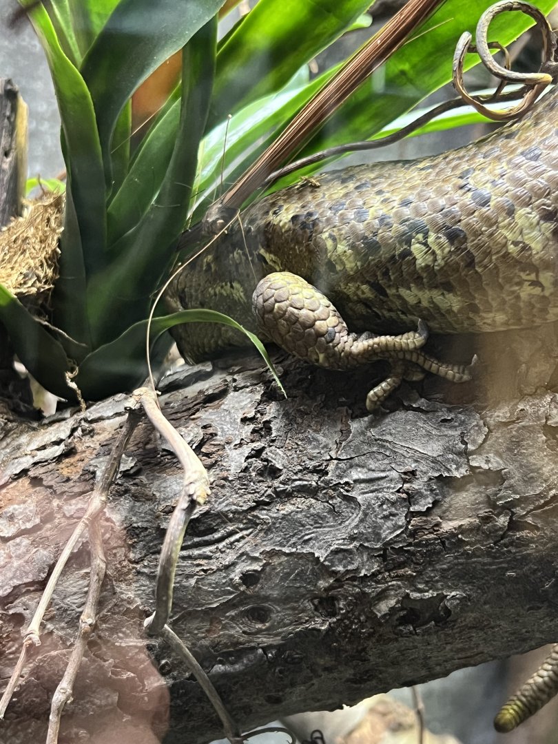Solomon Islands Prehensile-Tailed Skink