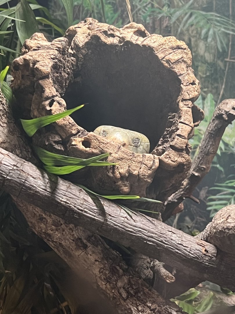 Solomon Islands Prehensile-Tailed Skink