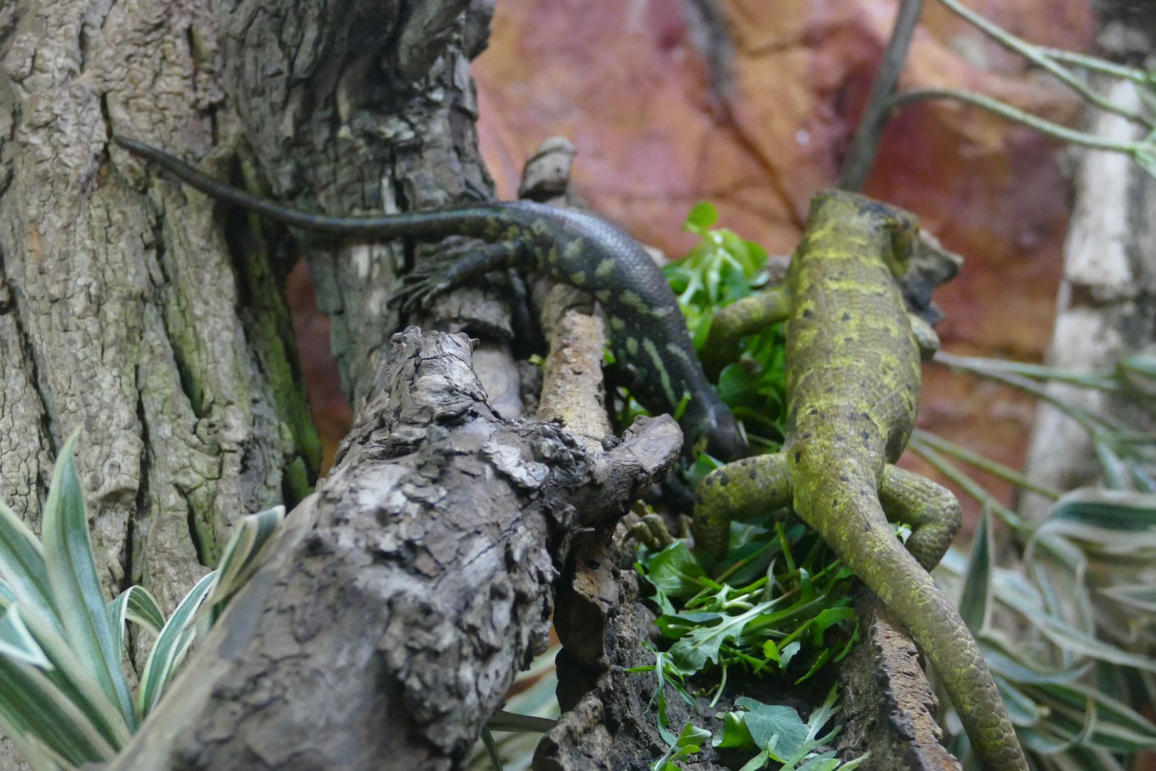 Solomon Islands  skink and baby, 14 March 2018