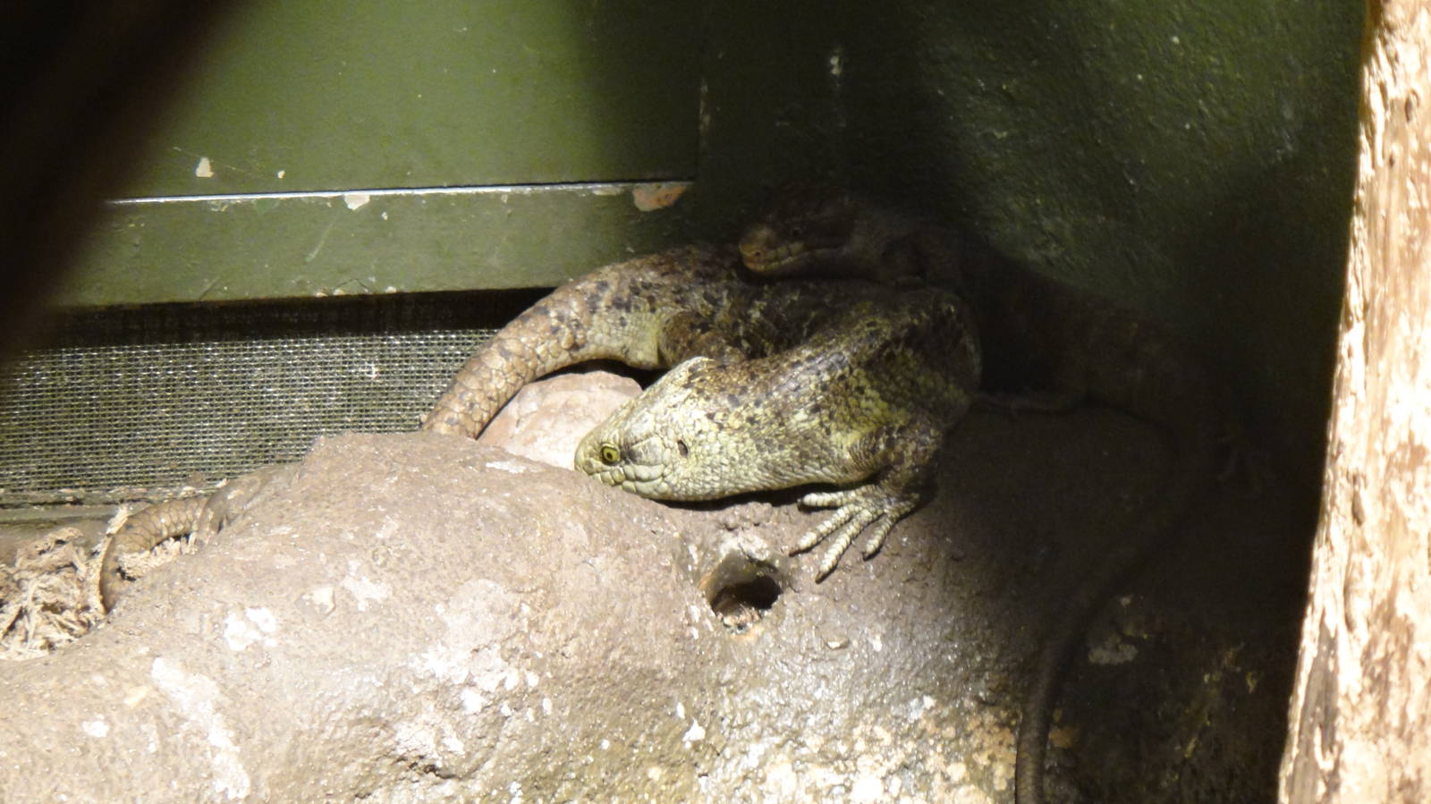 Solomon islands skink at Bronx zoo 2014-12-29