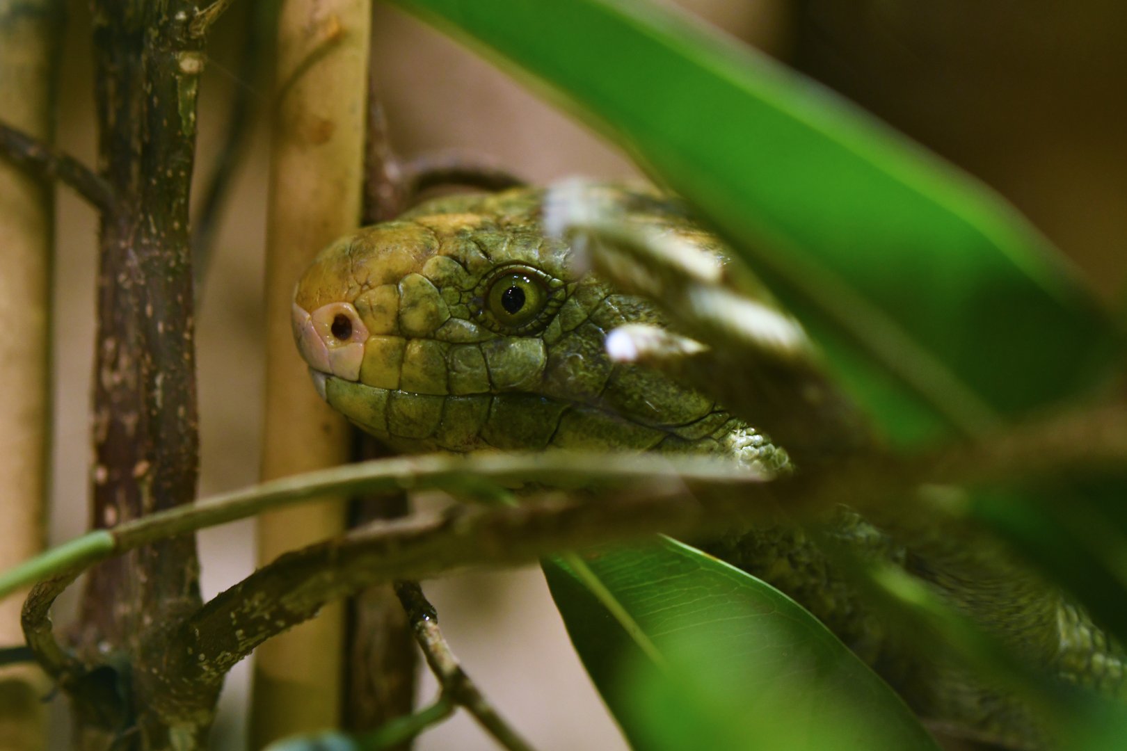 Solomon Islands skink (Corucia zebrata)