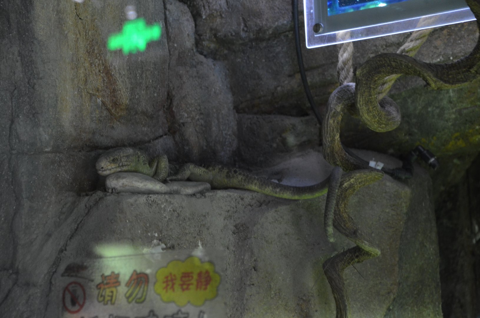 Solomon Islands skink /Corucia zebrata