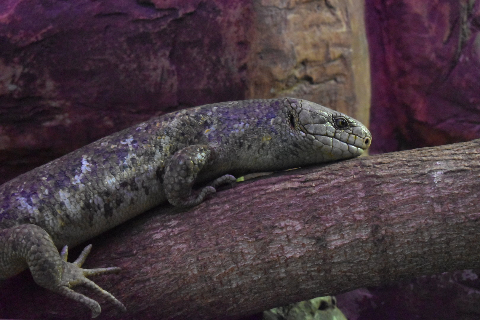 Solomon Islands skink (Corucia zebrata)