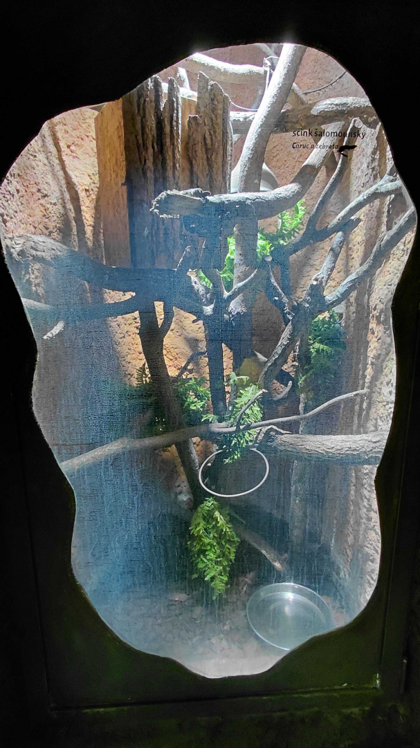 Solomon Islands skink exhibit