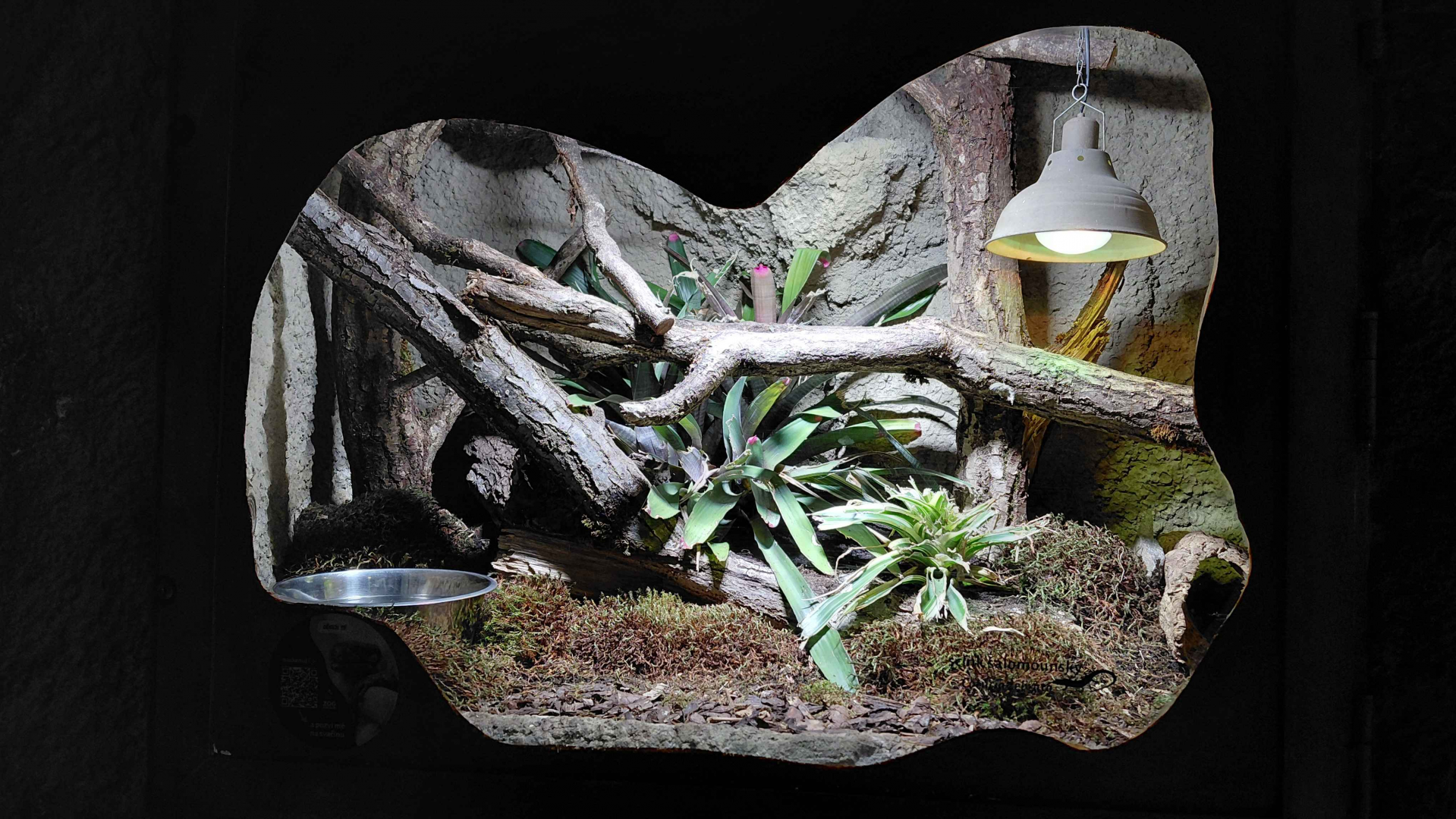 Solomon Islands skink exhibit