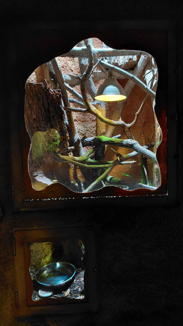 Solomon Islands skink exhiibt