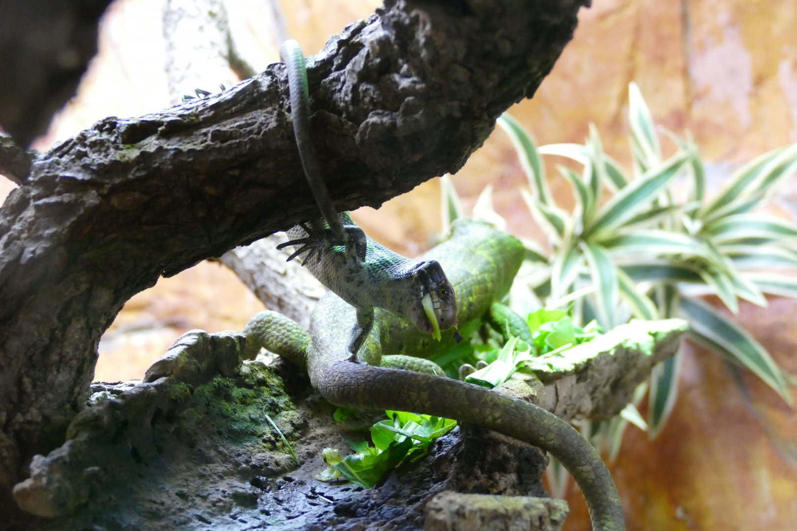 Solomon Islands skink infant, May 2018