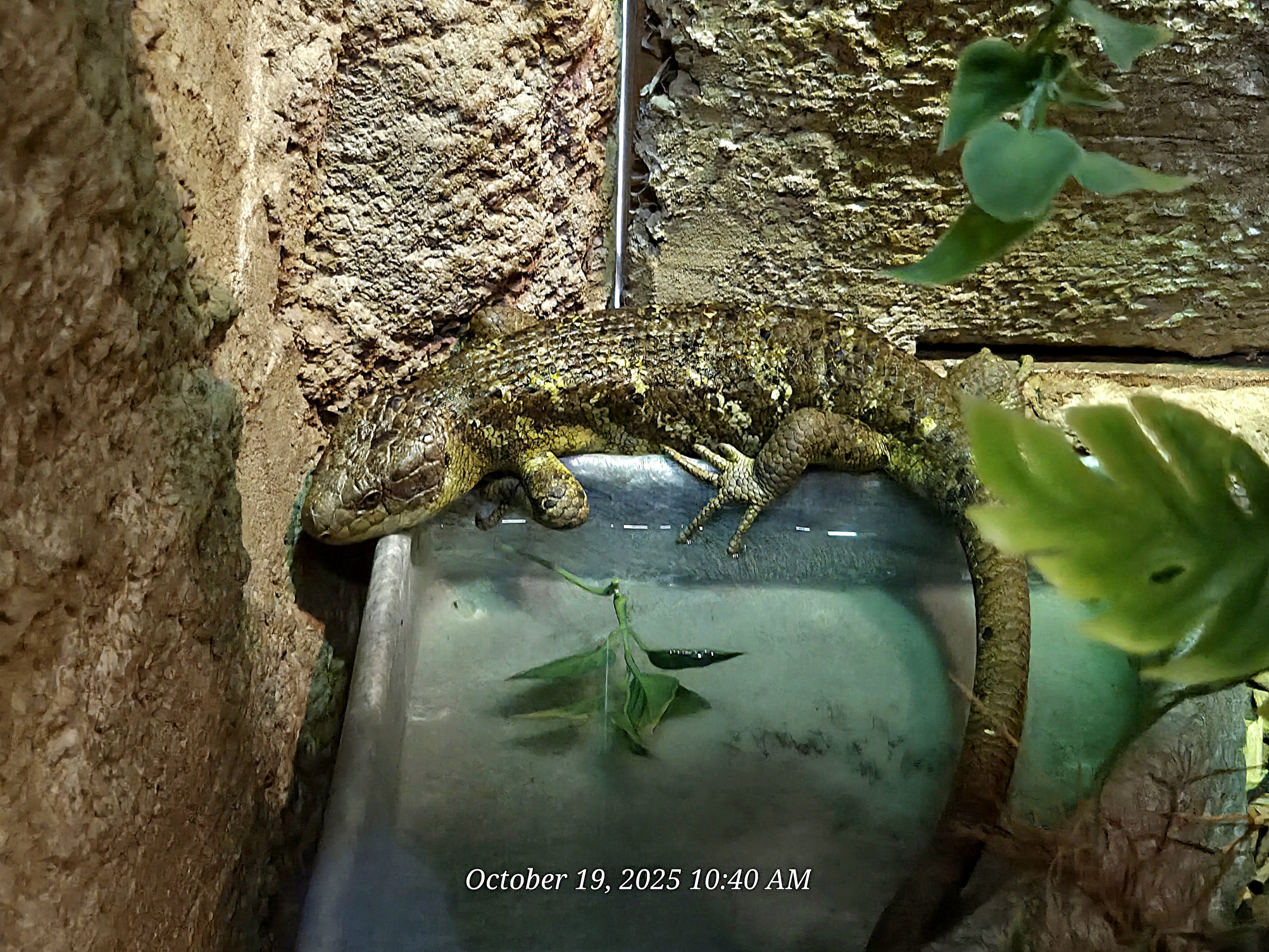 Solomon Islands Skink - Rainforest Adventures