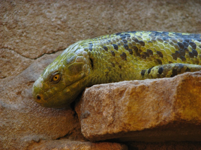Solomon Islands skink @ zoo Jihlava