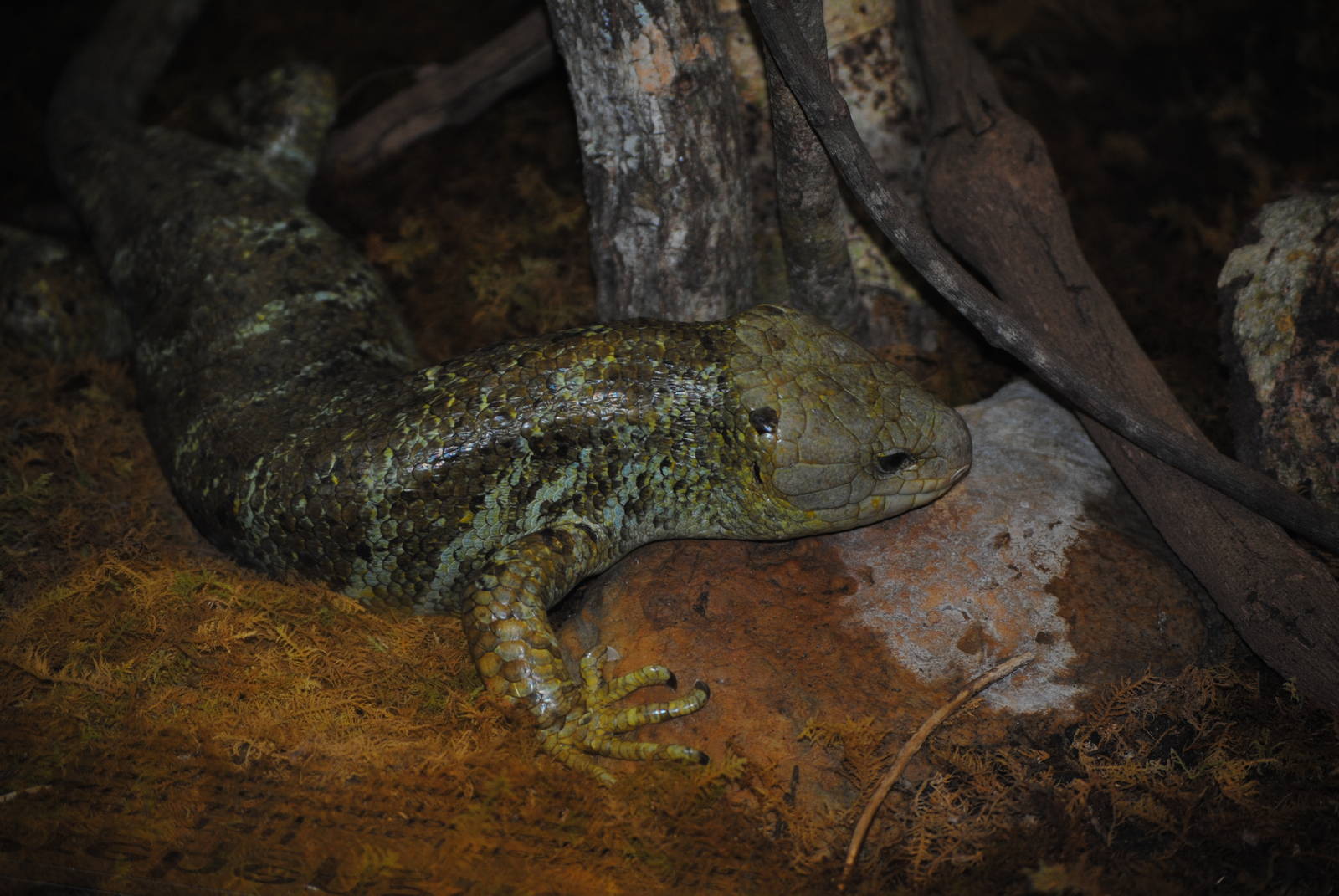 Solomon Islands Skink
