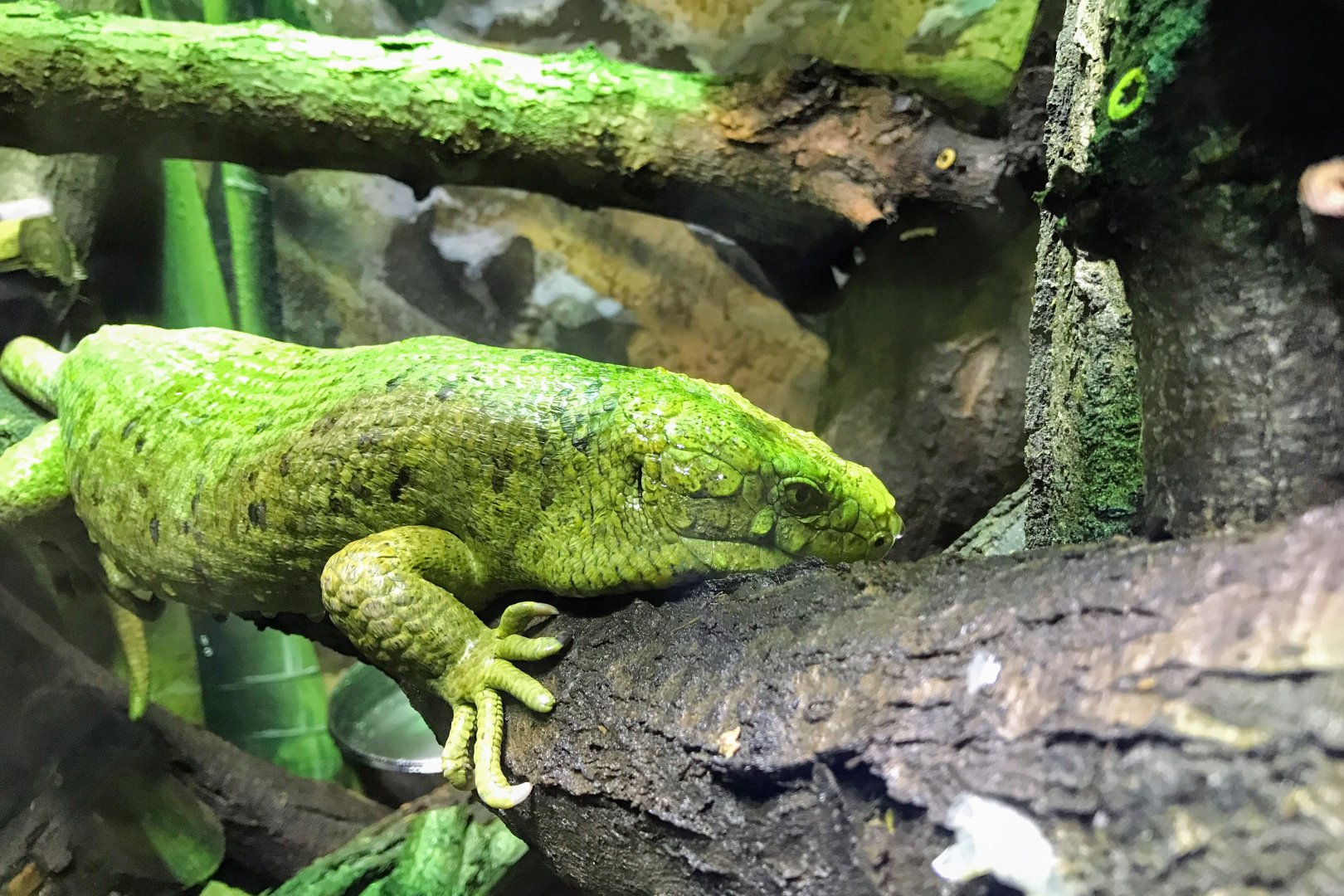 Solomon Islands Skink