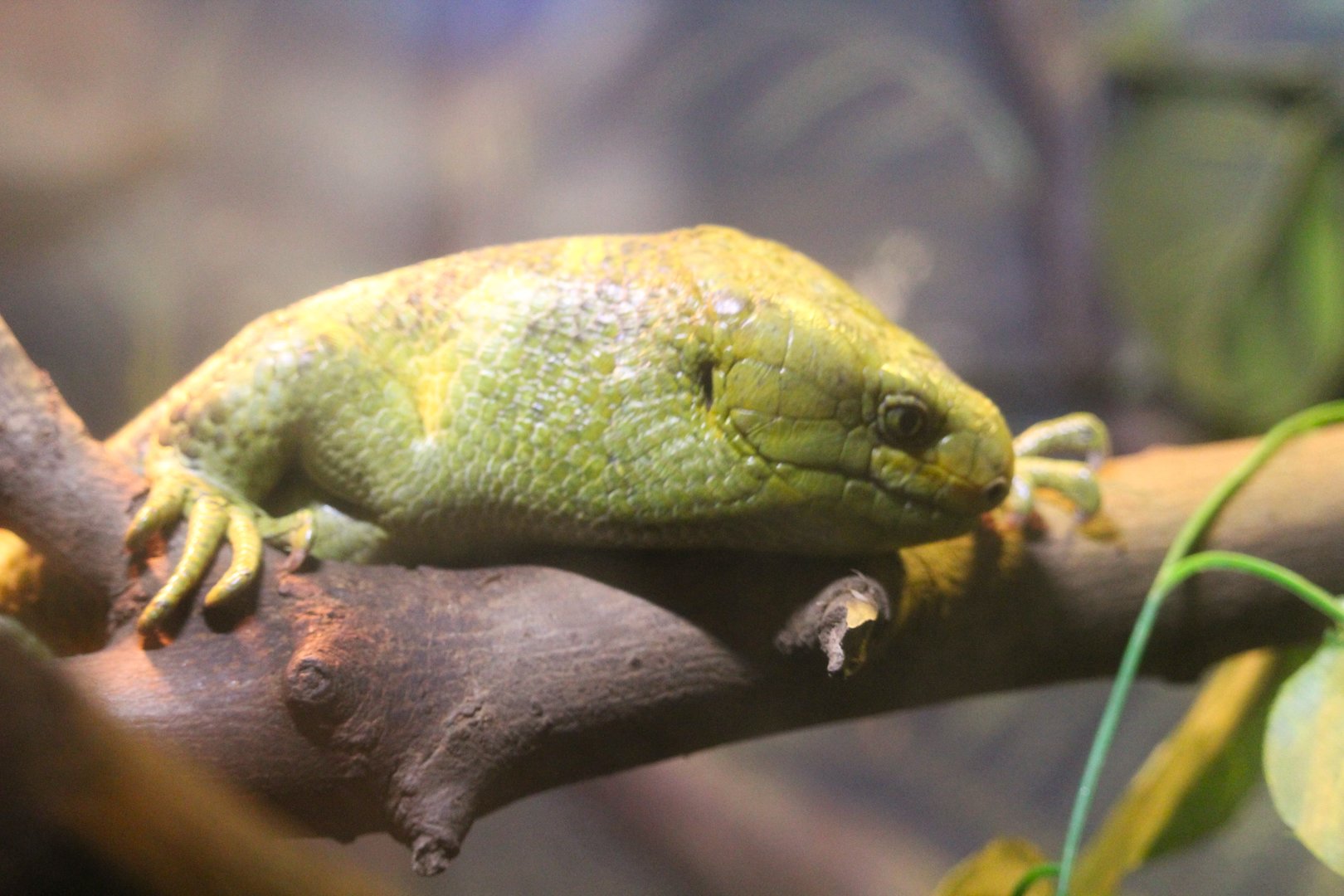 Solomon Islands Skink