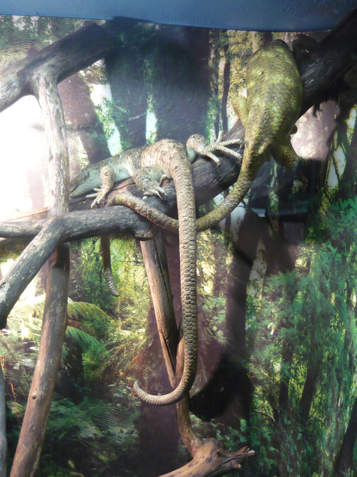 Solomon Islands skinks (Corucia zebrata)