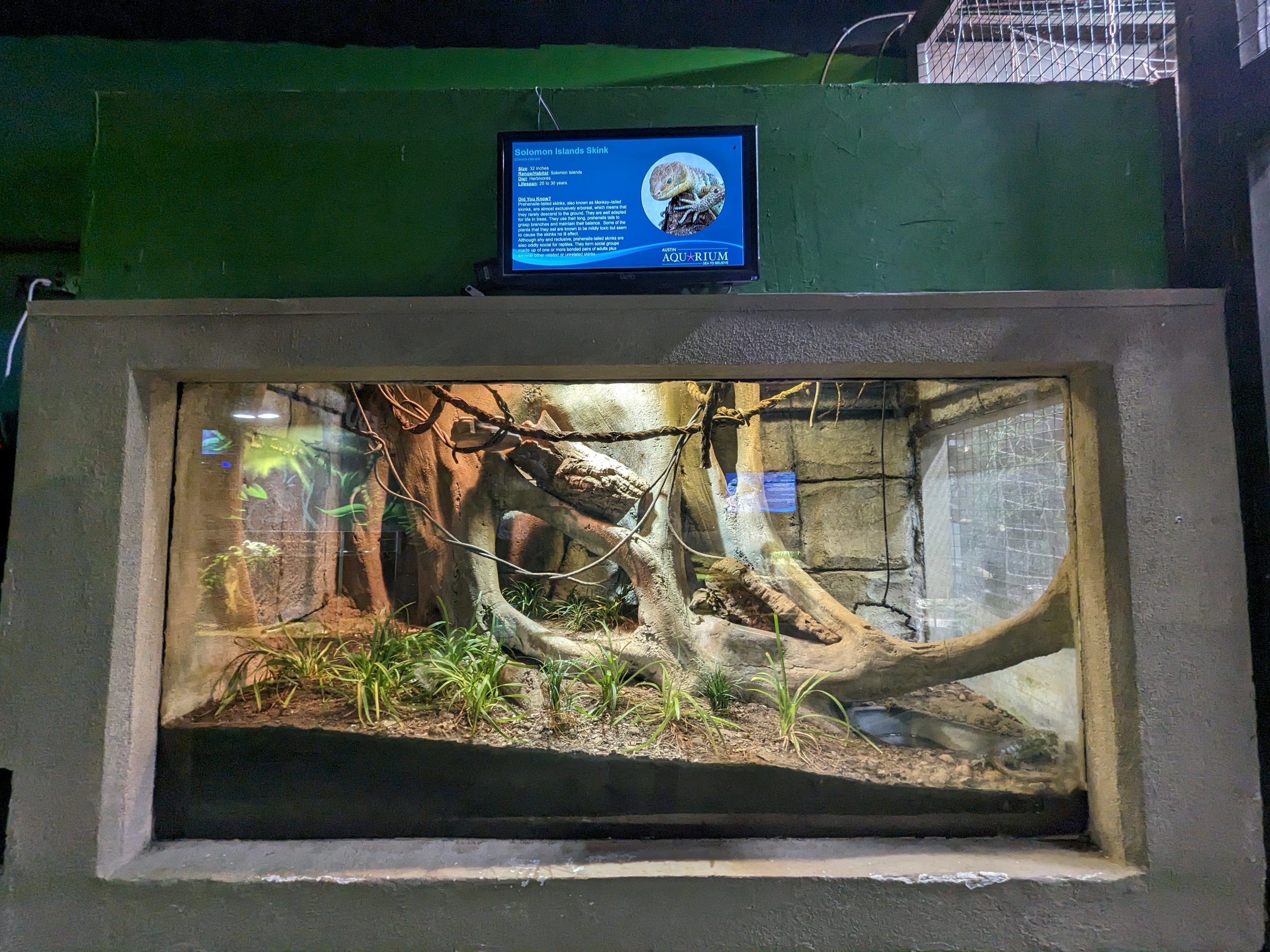 Solomon islands skinks