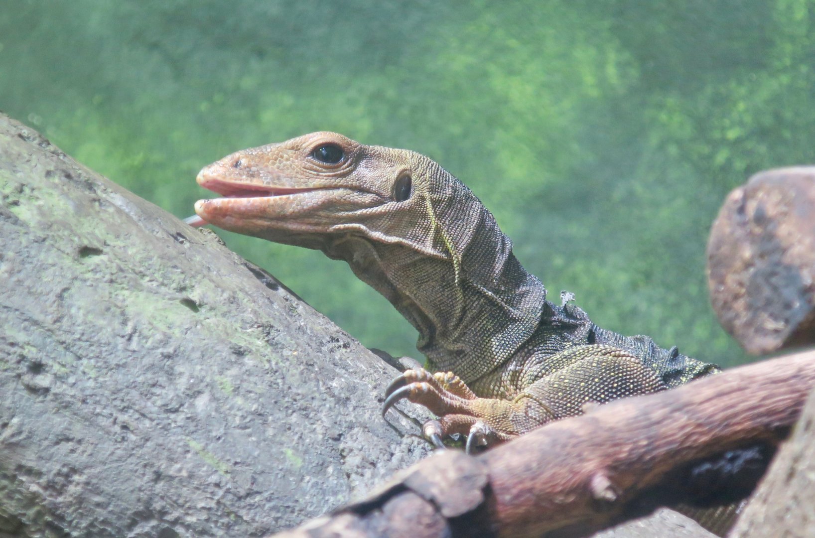 Solomon Islands Spiny Monitor (Varanus spinulosus)
