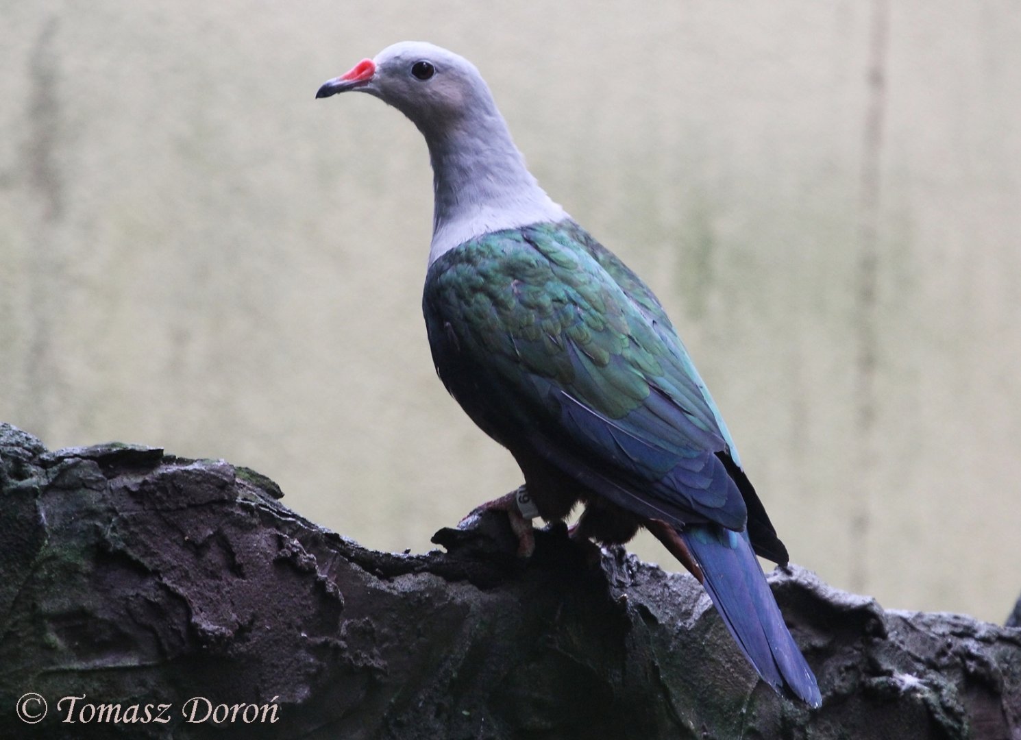 Solomon Red-knobbed Imperial Pigeon (Ducula rubricera rufigula), September 2017