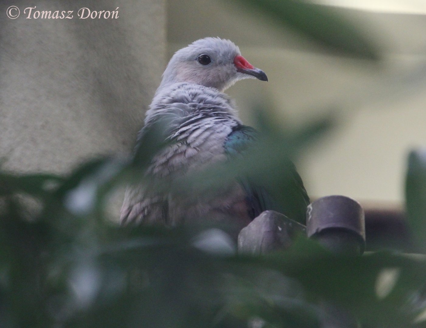 Solomon Red-knobbed Imperial Pigeon (Ducula rubricera rufigula), September 2017