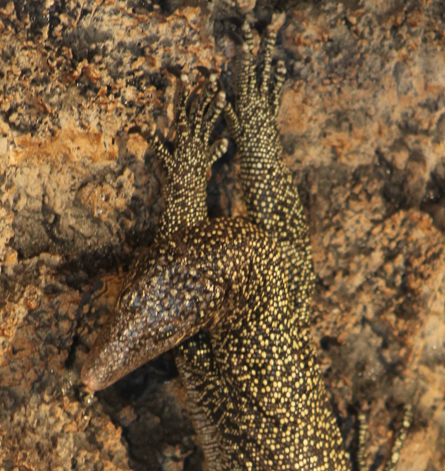 Solomon water monitor