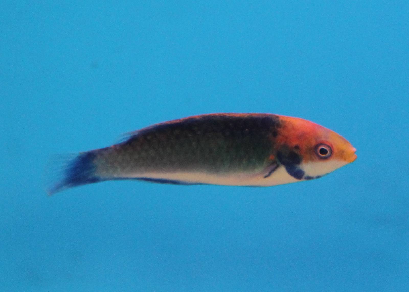 Solor fairy wrasse