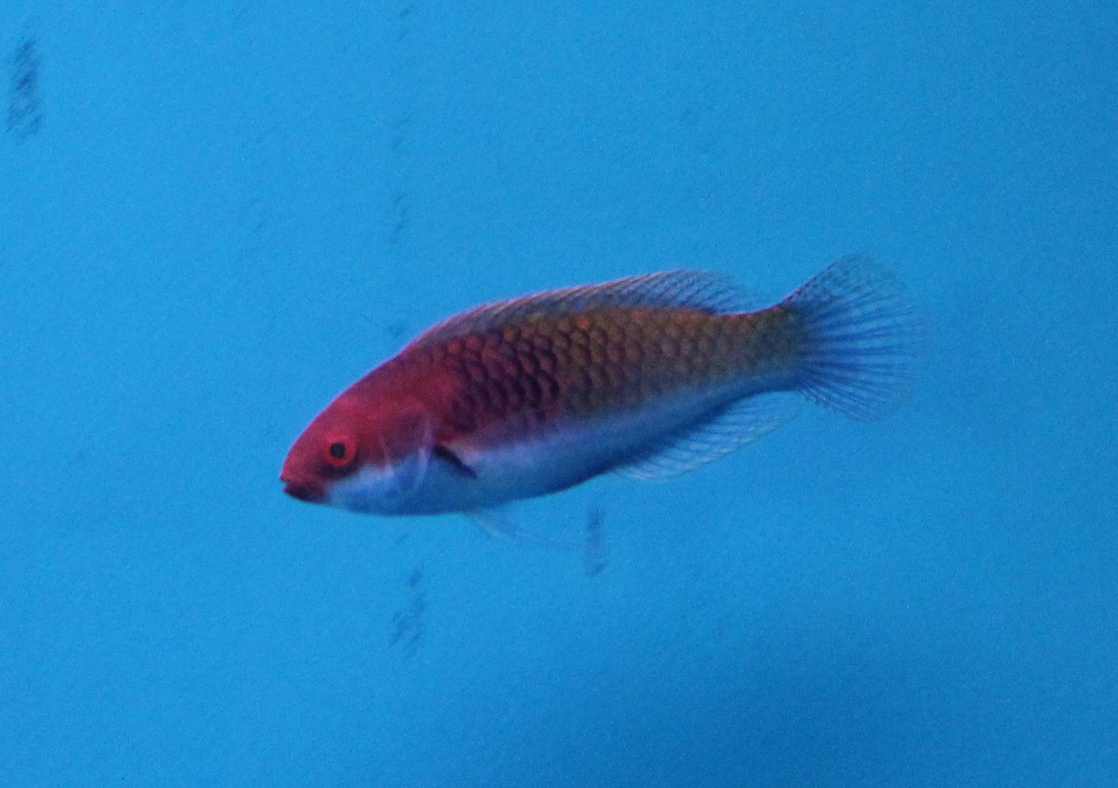 Solor wrasse, female