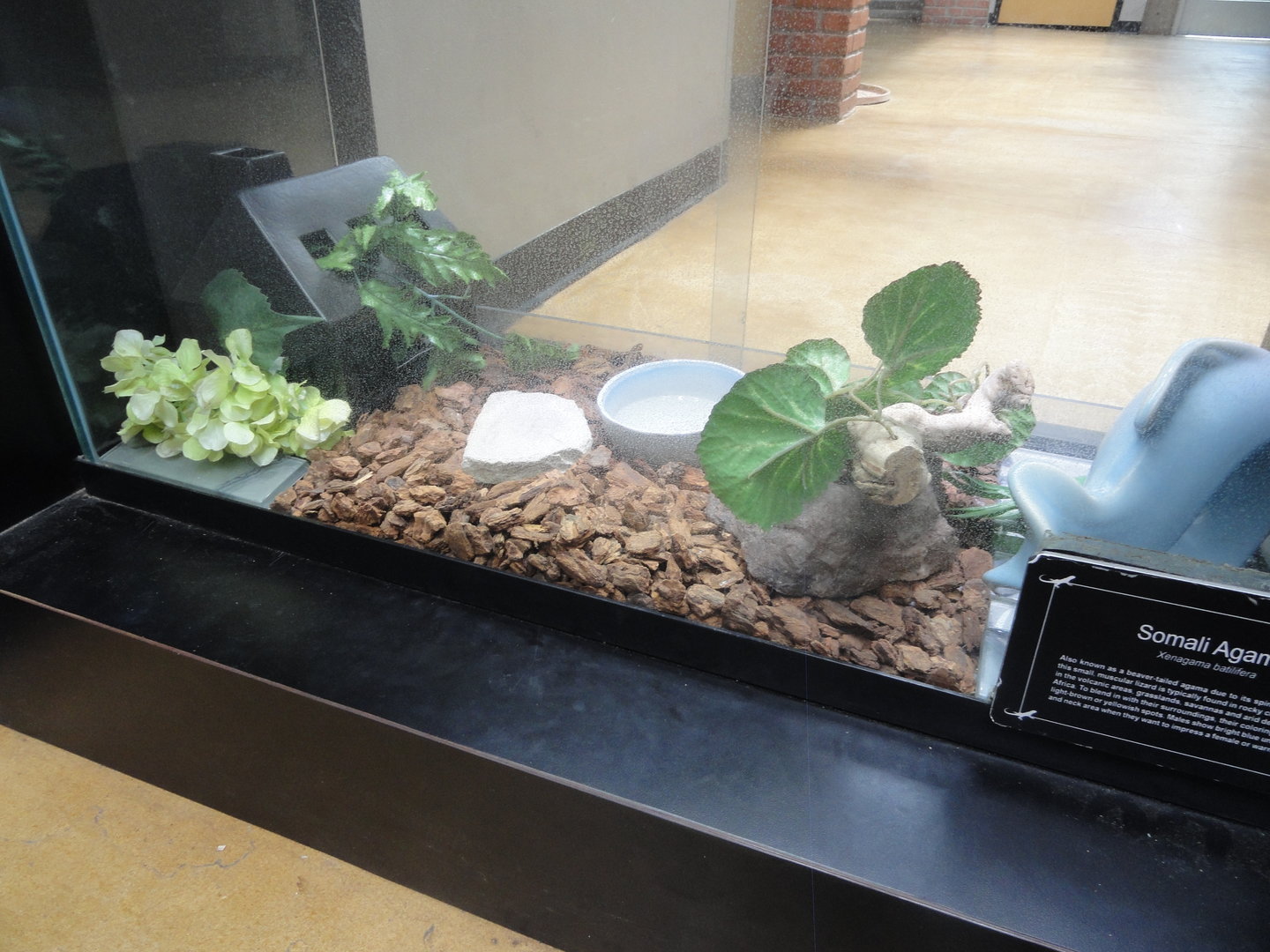 Somali Agama Exhibit