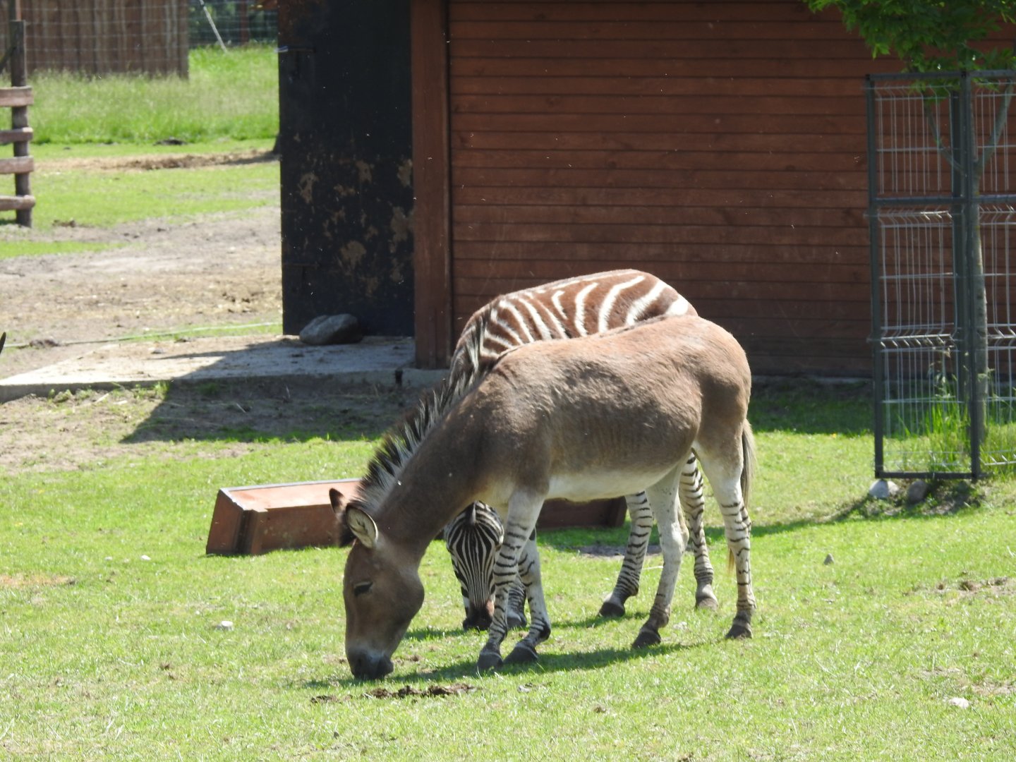 Somali ass and Zebra